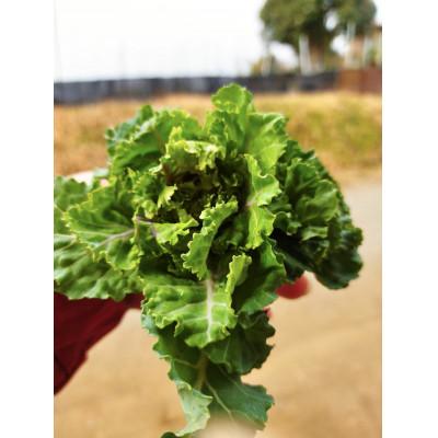 ふるさと納税 秦野市 〈2026年1月上旬〜3月上旬発送予定〉プチヴェール 約450g from 名水の里 秦野 |  | 03