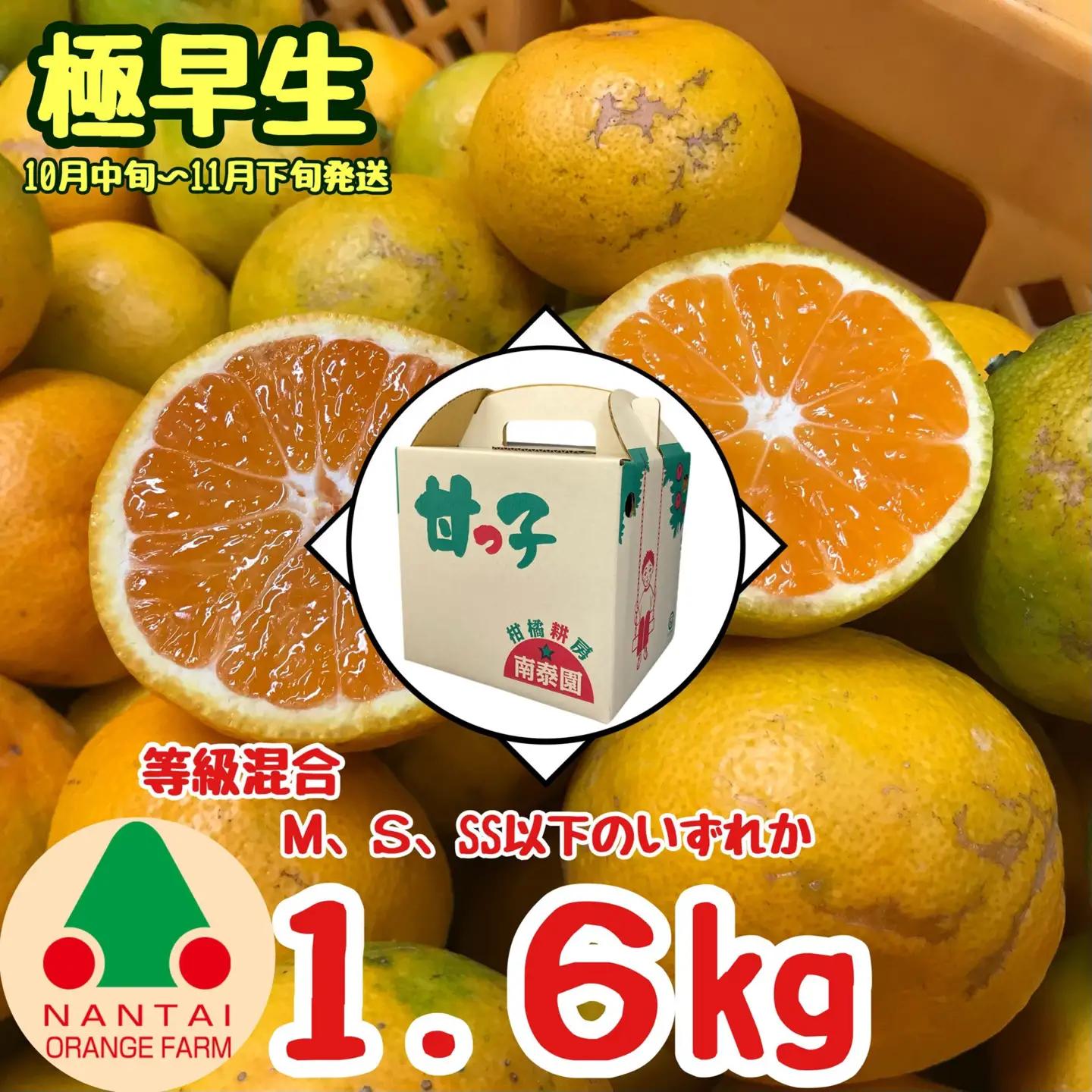 等級混合 極早生 有田みかん M ～ SSサイズ以下 約1.6kg 南泰園 和歌山 有田みかん