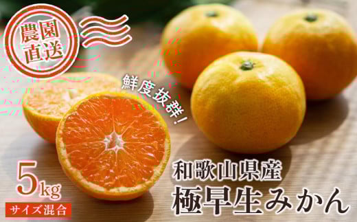 
            【極早生みかん】5kg 混合サイズ（和歌山県海南市下津町産）農園直送【訳あり】［Mg18］
          