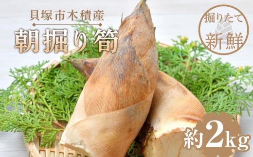 ＜先行予約／令和8年(2026年)３月下旬頃から発送＞貝塚市木積産　朝掘り筍　約2kg