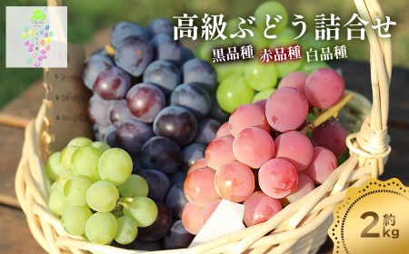 【令和8年産先行予約】高級ぶどう詰合せ 約2kg　カラフルぶどう園