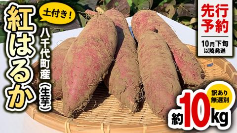 【 先行予約 2024年10月下旬以降発送 】訳あり 茨城 八千代町産 さつまいも 紅はるか 土付き 無選別 生芋 約 10kg 農家直送 熟成 べにはるか イモ  [AX034ya]