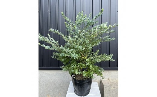 
            オーナメンタルベリー ブルーベリー インヂィゴブルー 〈プラス樹〉
          