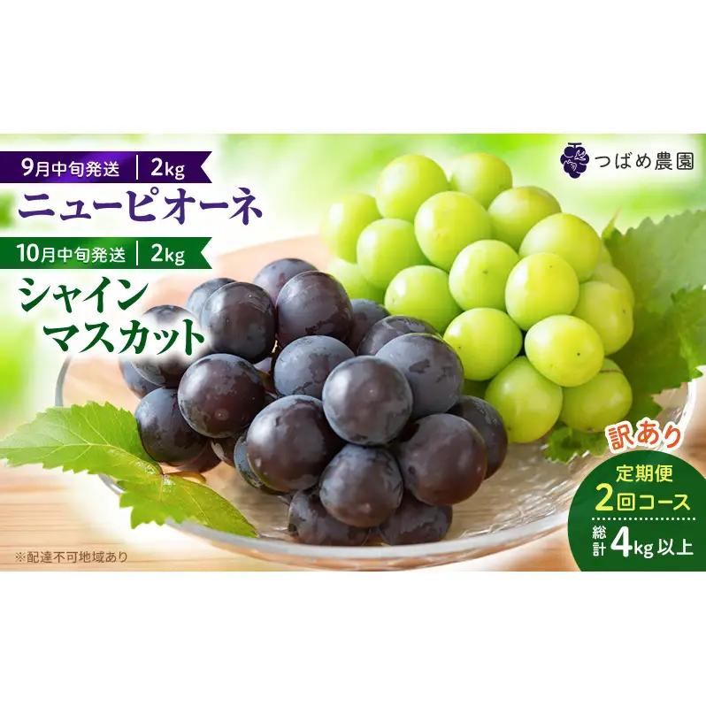 ぶどう定期便 ニューピオーネ シャインマスカット 訳あり 岡山県産 ぶどう定期便【総計4kg 各2kg】【2回コース】