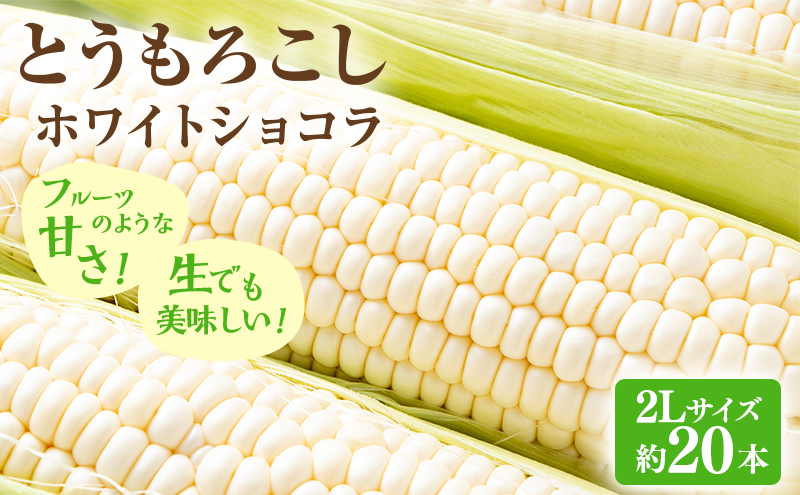 【2026年発送】富良野産 とうもろこし ホワイトコーン 約20本 コーン とうきび トウモロコシ ホワイトショコラ 2Lサイズ 野菜 甘い BBQ 北海道 富良野 ふらの