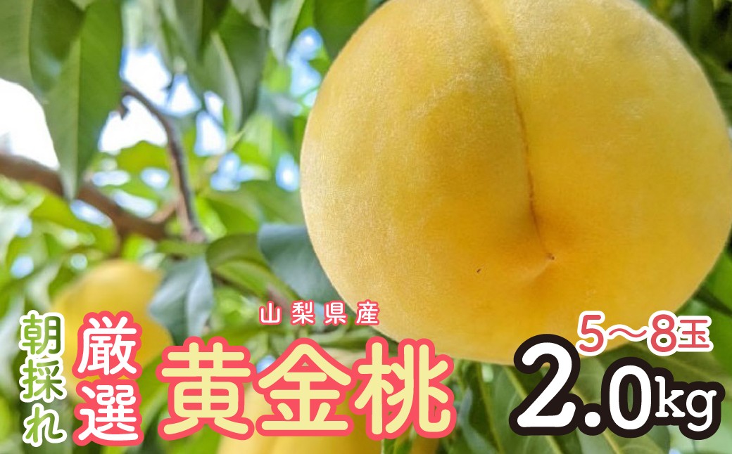 
            2026年発送 朝採れ！厳選！山梨県産 黄金桃2Kｇ 5～8玉 SWCM002
          