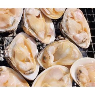 天然はまぐり約3kg (千葉県産)【配送不可地域：離島・沖縄県】