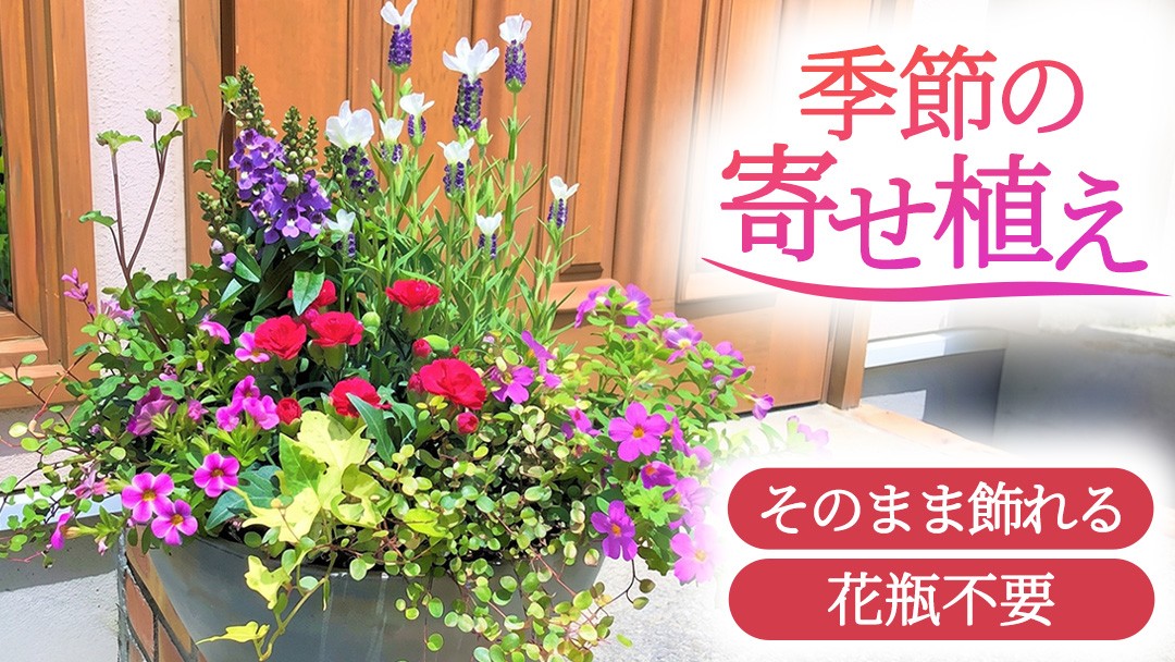 
                  季節の寄せ植え＜花わたひき＞ 花 お花 季節の花 生花 記念日 誕生日 自宅用 インテリア 部屋飾り 装飾 贈答 ギフトプレゼント おしゃれ 茨城県 城里町 (BY002)
                