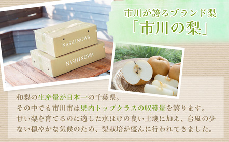 市川の梨「あきづき」3kg(5～9玉)　【12203-0218】