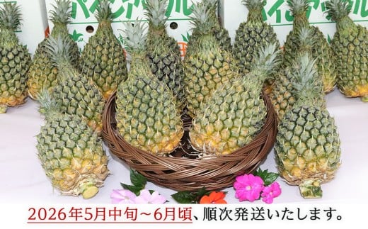 【先行予約】【2025年5月中旬~6月頃配送】今帰仁産パイン