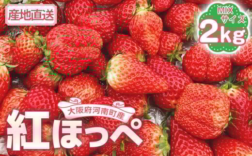 【紅ほっぺ】MIX（サイズいろいろ）2kg程度 ／ べにほっぺ いちご 苺 果物 フルーツ 2kg 2キロ 小粒 大粒 サイズミックス サイズ混合 サイズいろいろ 国産 河南町産 大阪府 特産 No.260