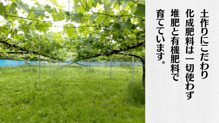 【 先行予約 】 茨城県産【 彩り3種 】シャインマスカット クイーンニーナ ピオーネ 詰め合わせ 種なし 食べ比べ 約1.6kg 各1房 (茨城県共通返礼品 かすみがうら市) 2024年9月中旬発送