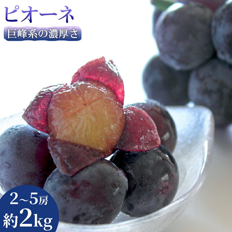 【ふるさと納税】【巨峰系の濃厚さ】熊本県産ピオーネ｜食べ応え抜群の大粒ぶどう 2～5房(約2kg) 1箱 ピオーネ ぶどう フルーツ 高級 大粒 甘い ギフト 濃厚 贈答用 家庭用 お取り寄せ 熊本県　お届け：2026年8月21日～2026年9月30日