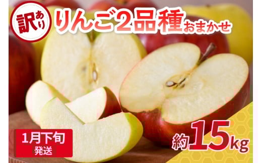 【2026年1月下旬発送】 【訳あり】旬の美味しいりんご 約15kg 青森産 【おまかせ2品種】