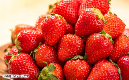 【先行予約】 いちご 約1kg（約250g×4パック） イチゴ 苺 果物 フルーツ 旬 いちごジャム いちごスムージー 【2026年2月上旬より順次発送】