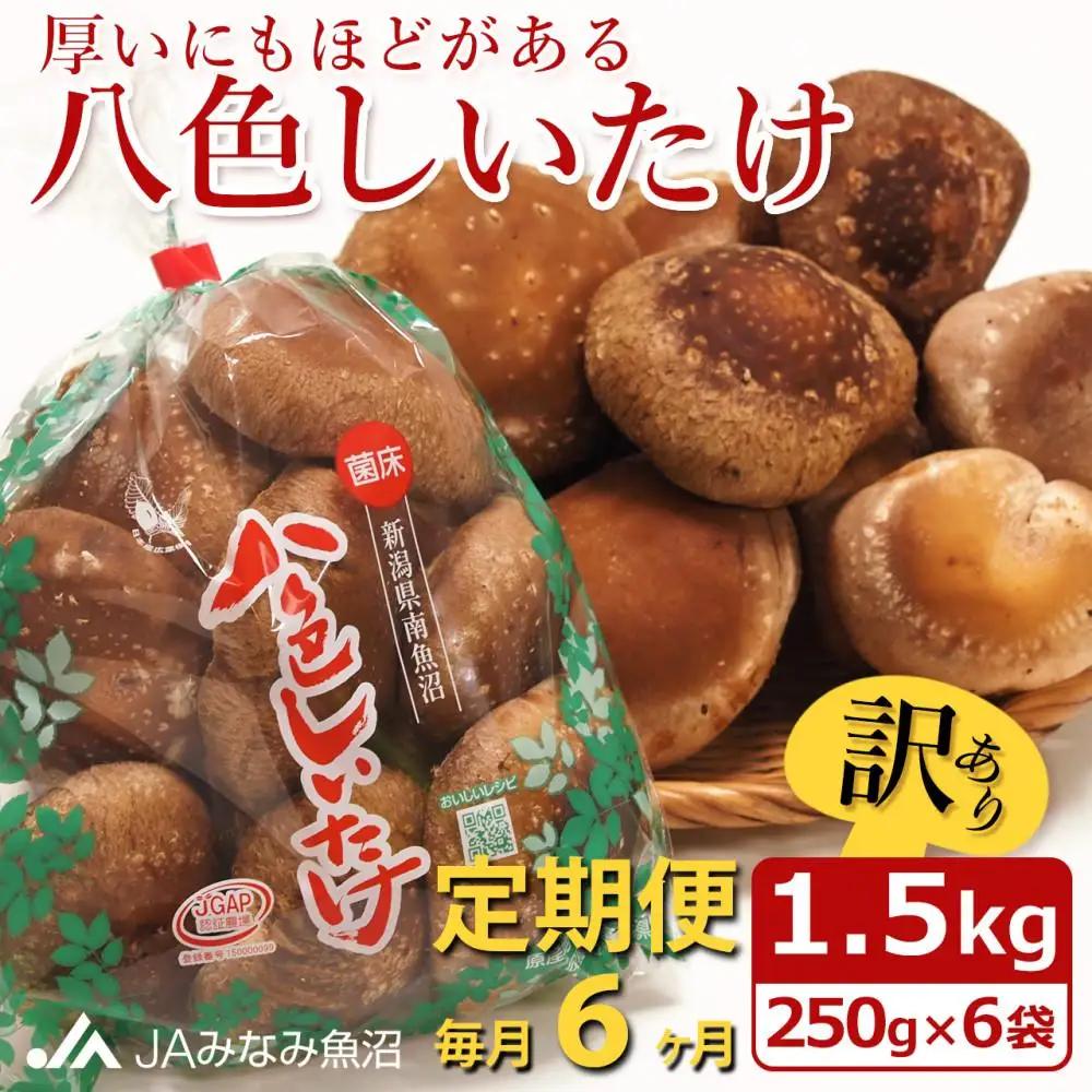 【JAみなみ魚沼定期便】家庭用「八色しいたけ」（1.5kg×全6回） 訳あり 不ぞろい 農家応援 厚いにもほどがある｜しいたけ