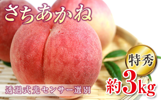 2025年出荷分 《先行予約》 福島県産 さちあかね 約3kg 特秀 糖度12度以上 透過式光センサー選別 2025年8月中旬～9月中旬発送 先行予約 予約 伊達の桃 固め 桃 もも モモ 果物 くだもの フルーツ 国産 食品 F20C-352