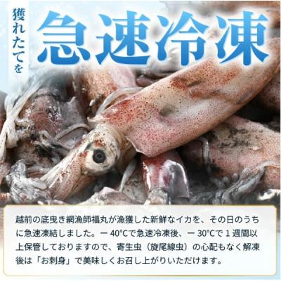 ふるさと納税 越前町 【急速冷凍】【訳あり】生いか 天然ケンサキイカ サイズ無選別 500g |  | 01