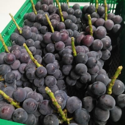 2025年9月下旬発送「幻の牧丘天空キング巨峰」 約1kg(2～3房)【配送不可地域：離島・沖縄県】