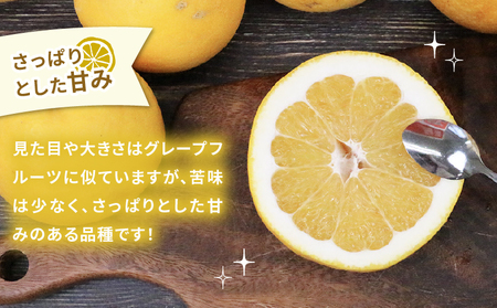 家庭用 河内晩柑 10kg 矢野青果 晩柑 かわちばんかん 和製 グレープフルーツ 果物 フルーツ 柑橘 みかん 産地直送 数量限定 国産 愛媛 宇和島 B012-171013