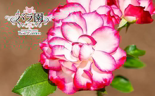 花巻温泉バラ園 オリジナル品種「ホリデー花巻」　新苗　<2025年6月より随時発送> 【935】
