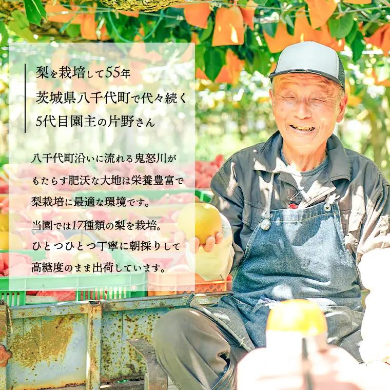 豊水梨 約5kg 09月下旬発送  梨 先行受付