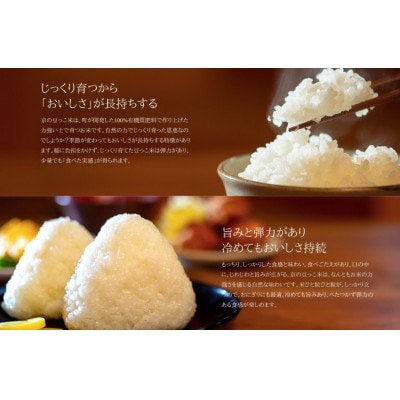 令和7年産米　京都府与謝野町産コシヒカリ「京の豆っこ米」精米10kg　山口農園こだわりの特別栽培米