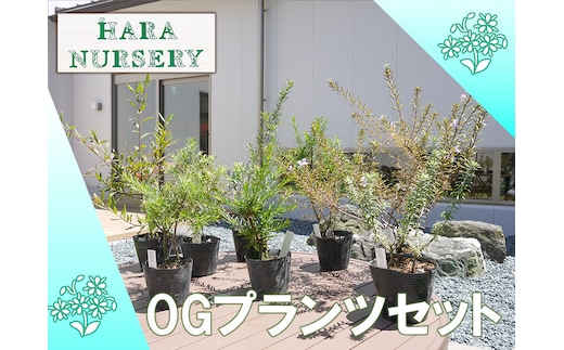 
										
										BS176_OGプランツセット 花 苗 植物 家庭菜園 花壇 プランター ガーデニング
									