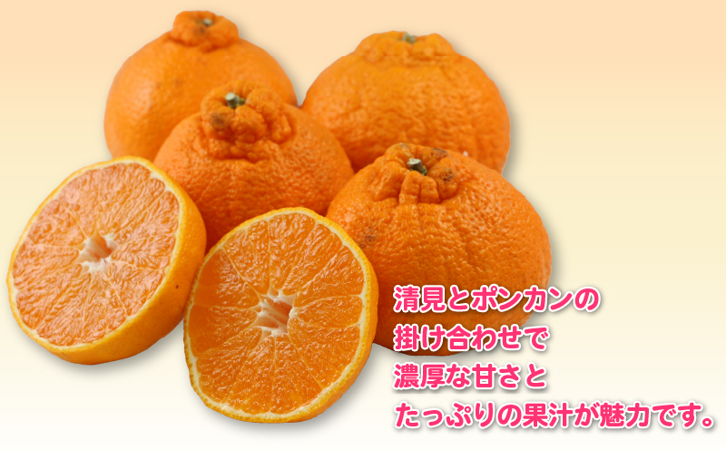 不知火 5kg 訳あり 不知火 杉本屋 先行予約 果物 くだもの わけあり 訳あり品 フルーツ 柑橘 蜜柑 みかん 不知火みかん mikan ミカン グルメ お取り寄せ デザート ビタミン 愛媛県産 