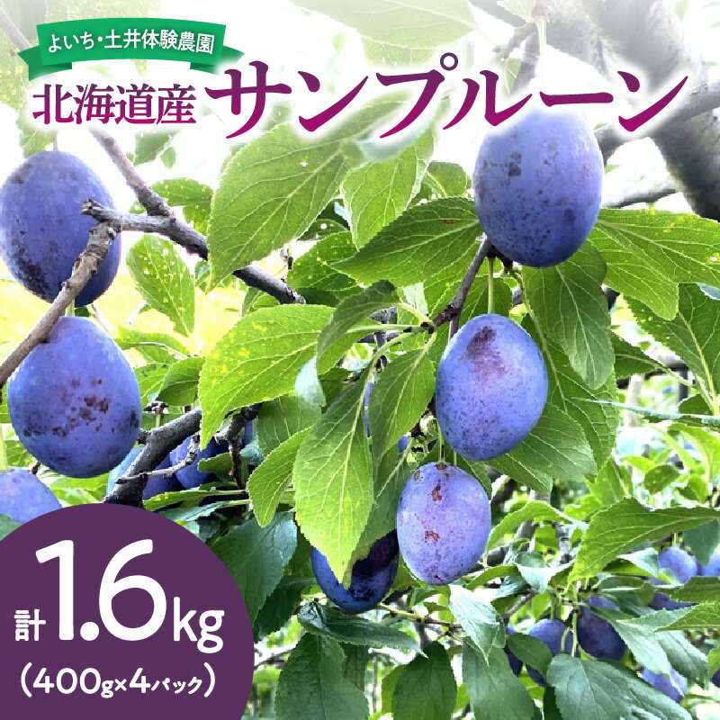 【ふるさと納税】【先行予約：2025年9月中旬以降発送】北海道産 サンプルーン 1.6kg 甘くてジューシー 余市産 生プルーン 国産 冷蔵 小分け パック フルーツ 土井体験農園 太陽 自然 風味 朝採れ 小玉 定番品種 朝もぎ 自然栽培 先行販売 果物 北海道 余市町 送料無料