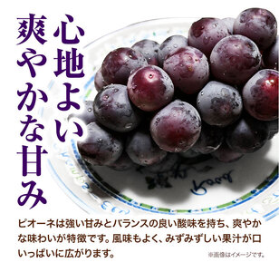 H-33  岡山県産ニューピオーネ（1房680g以上）1房入り　令和6年産先行受付【配送不可地域あり】