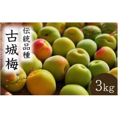 ふるさと納税 田辺市 【先行予約】 青梅【古城梅】 3kg(2027年5月より順次発送予定)/ 生梅【tcs020】