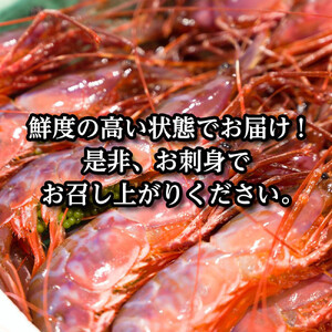 幻のぶどうえび（大・500g /8～12尾前後）｜羅臼産　えび