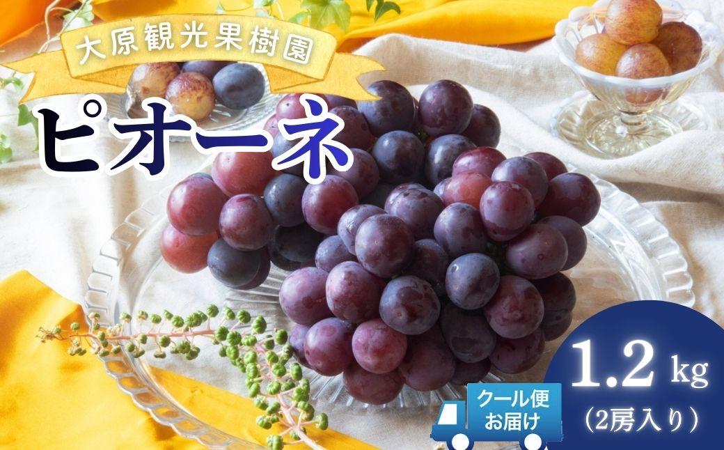 【2026年先行予約】［大原観光果樹園］ピオーネ 2房（約1.2kg）【026-a012】