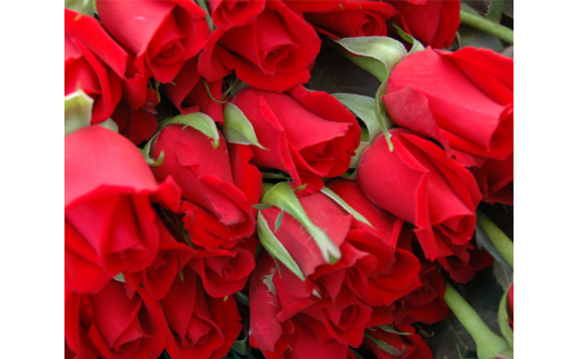 農家直送！厚木産バラの花束　大輪Lピンク ／ お花 薔薇 ローズ バラ 花束 ピンクバラ 大輪 一輪立ち 農家直送 生花 切り花 ギフト プレゼント 記念日 誕生日 観賞用 自宅用 フラワーギフト 神奈川県 No.515