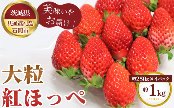 
No.337 紅ほっぺ　大粒　約1kg（約250g×4パック）【茨城県共通返礼品　石岡市】 ／ 旬 新鮮 苺 イチゴ 果物 フルーツ 茨城県 特産品

