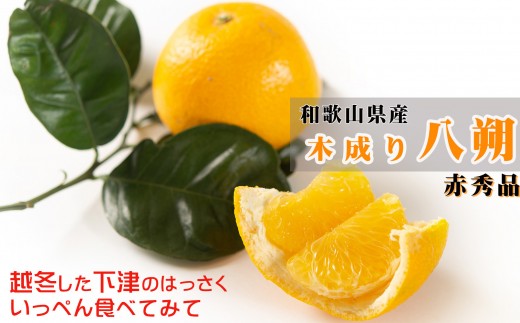 八朔【赤秀】10kg 和歌山県海南市の木成り八朔 ハッサク はっさく 木成りはっさく 果物 みかん 柑橘 フルーツ 産地直送［Mg70］
