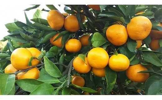 
            68-134　進栄　【家庭用】温州みかん　約10kg
          