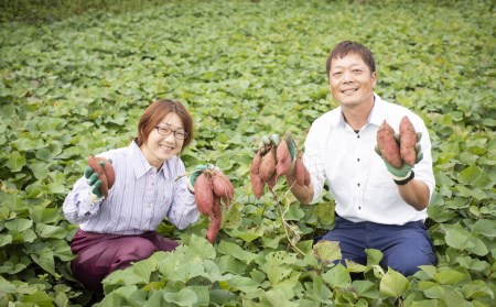 幻のさつまいもと話題！シルクスイート10kg｜愛媛県産 伊方町特産佐田岬 島津農園 さつまいも 幻の品種 シルクスイート 焼き芋 スイーツ ※着日指定不可