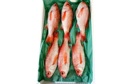 
            中サイズ！極上のどぐろ（水揚げ次第発送）【のどぐろ あかむつ ノドグロ 2尾 魚 さかな 旬 国産 高級魚 地魚 水揚げ直後 新鮮 冷蔵 ノンフローズン お取り寄せ 季節限定 大田市】
          