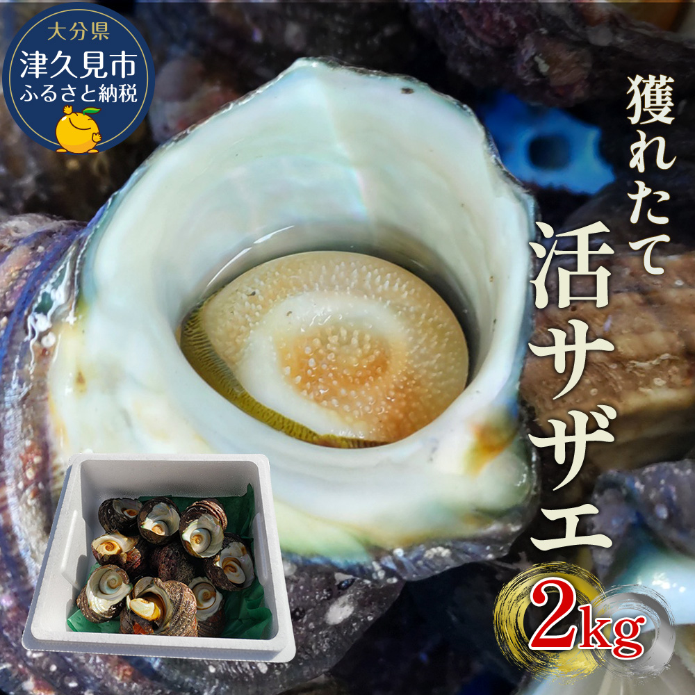 獲れたて 活サザエ 2kg（12個～20個）さざえ 生 栄螺 壺焼きサザエ つぼ焼き 海産物 海鮮 バーベキュー BBQ 大分県産 九州産 津久見市 国産【tsu003501】