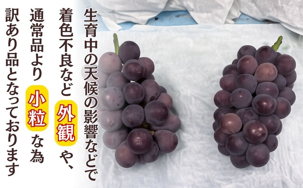 訳アリ 種無し巨峰 約3kg  | 訳あり わけあり 巨峰 種なし きょほう キョホウ 直送 新鮮 朝採れ ぶどう