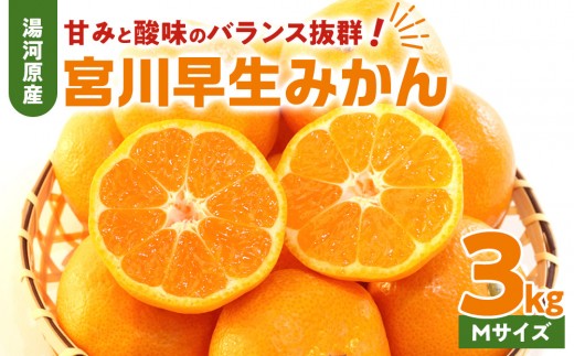 甘みと酸味のバランス抜群・宮川早生みかん　3kg(Mサイズ)　2026年11月中旬～下旬頃に発送予定 | 湯河原町 Mサイズ 3kg 宮川早生みかん 果物 旬 柑橘類