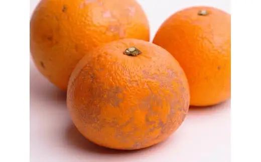 はっさく 5kg+250g（痛み補償分） 家庭用 光センサー / 八朔 訳あり 甘い 和歌山 有田 柑橘 ※1月上旬〜4月下旬頃に順次発送予定 ※北海道・沖縄・離島への配送不可 【ikd021-c-5