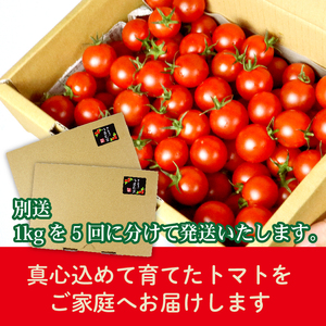 ミニトマト 5kg (1kg×5回) 訳あり 定期便 【ミニトマト】 山本農園