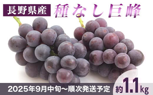 
            J1111 長野市産 種なし巨峰 約1.1kg【2025年9月中旬以降出荷分】
          