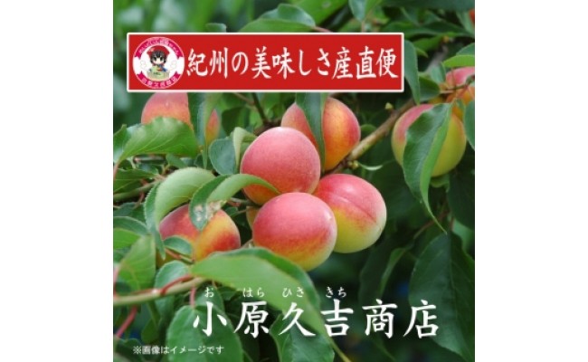 紀州南高梅うすしお味梅干し1kg梅ドレッシング1本　美浜町 