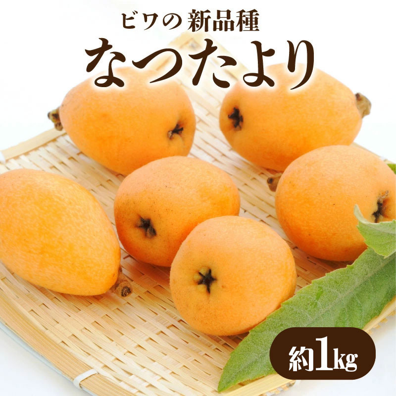 
                  ビワ なつたより 約1kg
                