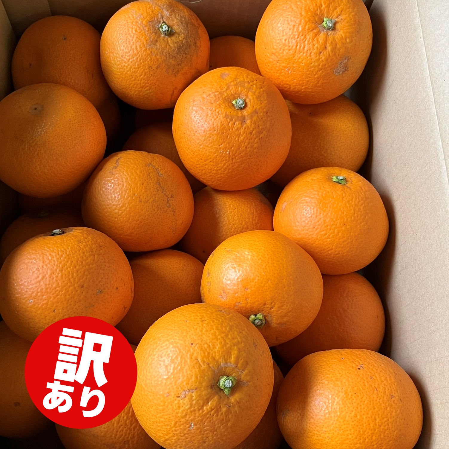 【訳あり】和歌山県産 紅 はっさく（サイズおまかせ） 10kg / 八朔 ハッサク 柑橘 果物 和歌山 ※2027年2月中旬～3月中旬に順次発送 ※北海道・沖縄・離島配送不可 【eiw021-beni