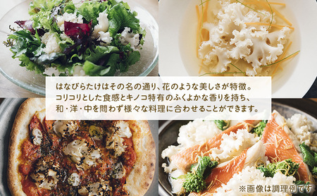 きのこ ホホホタケ はなびらたけ 80g 10パック きのこ